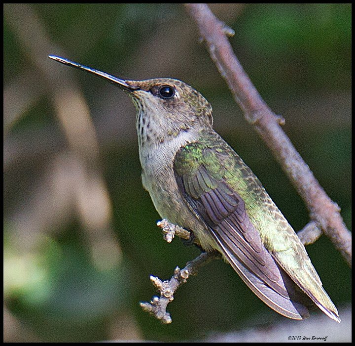_3SB7656 rufous hummingbird female.jpg